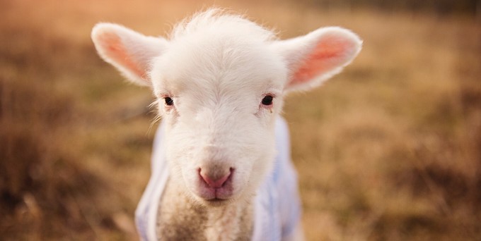 Lamb